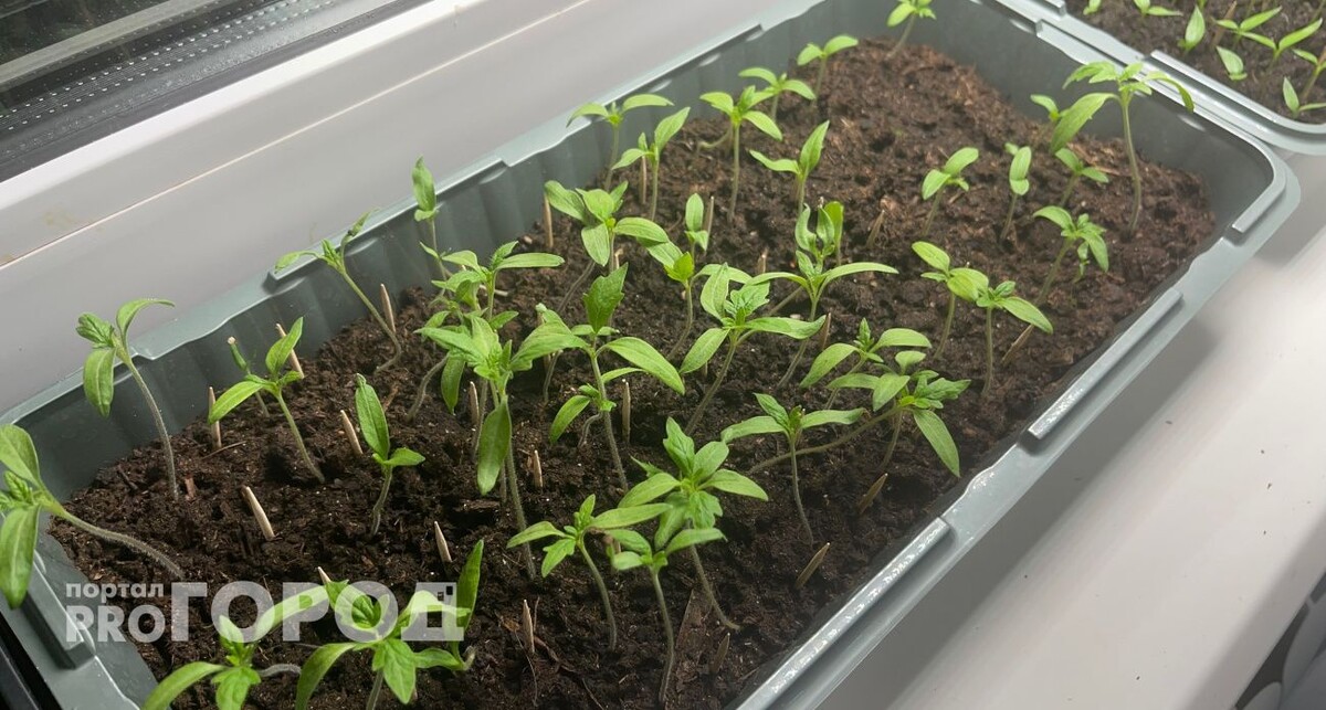    Из архива "Про Город"