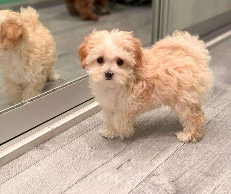 Фото из сети