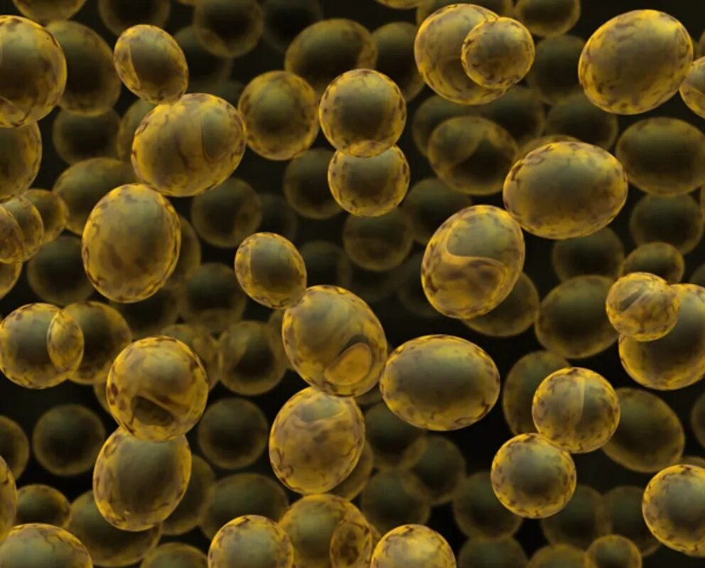 Грибки (бродятся)...