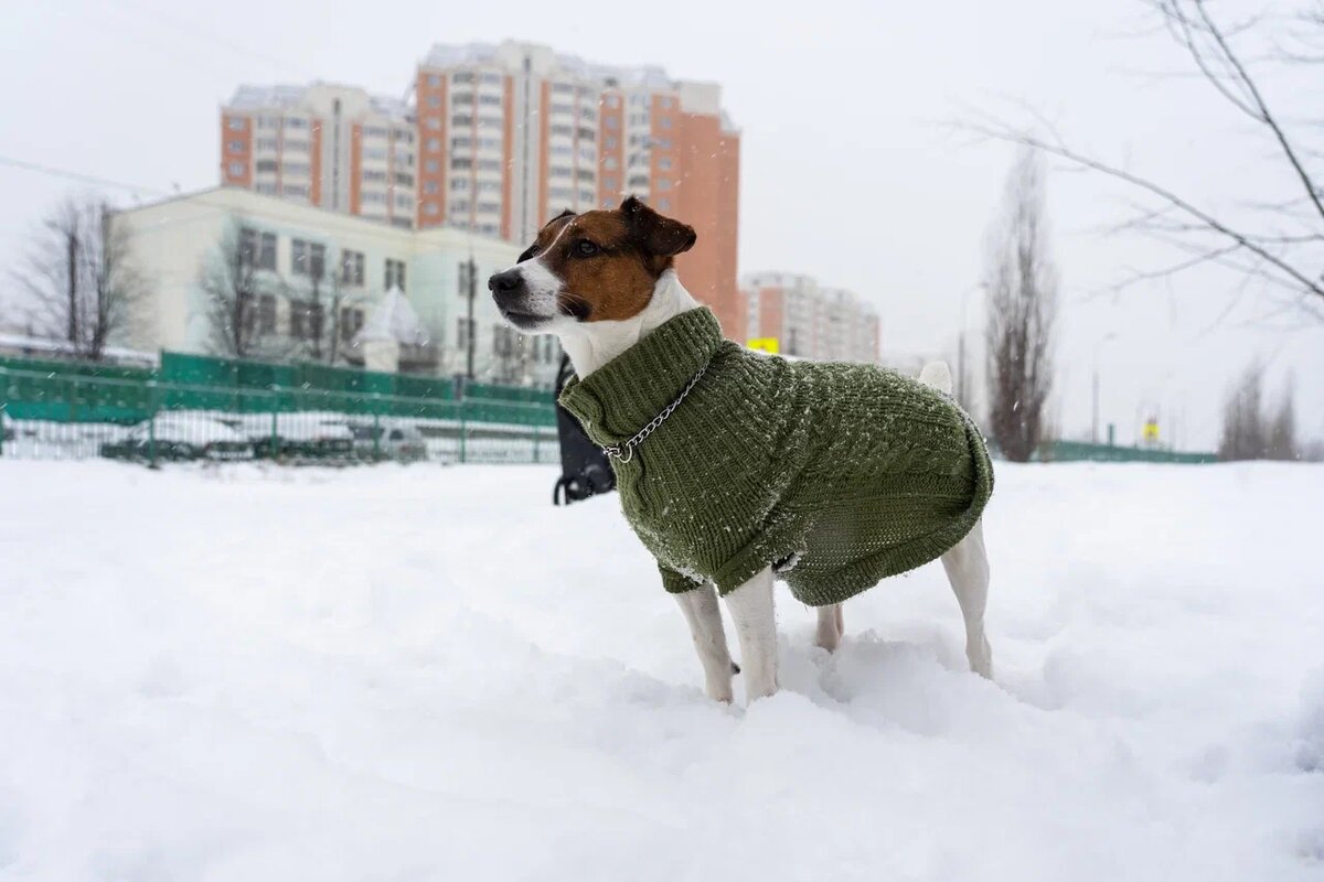 Поход в туалет — это не просто физиологическое справление нужды для собаки. Фото: Александр Плонский / "Питомцы". 