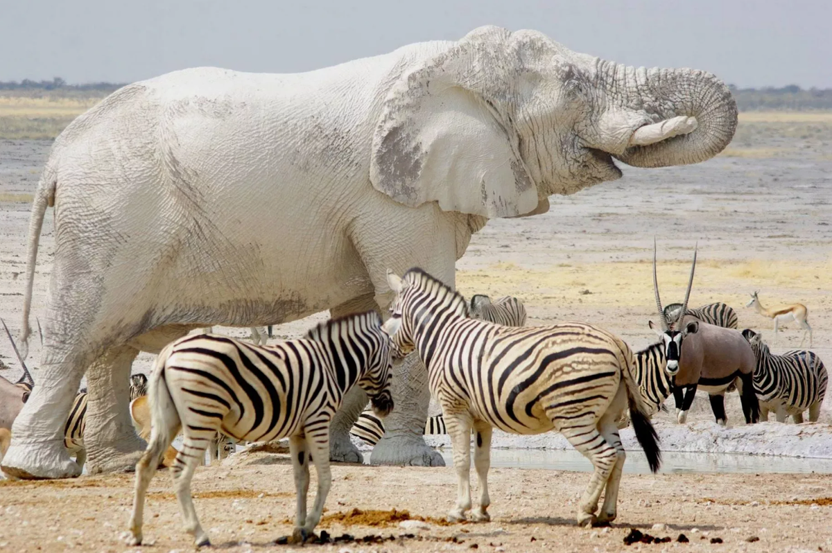 Найдётся ли в мире слон белее?