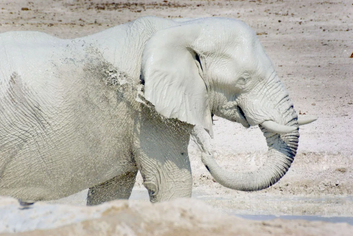 О палмолив мой жидкий гель, он дарит запах орихидей..