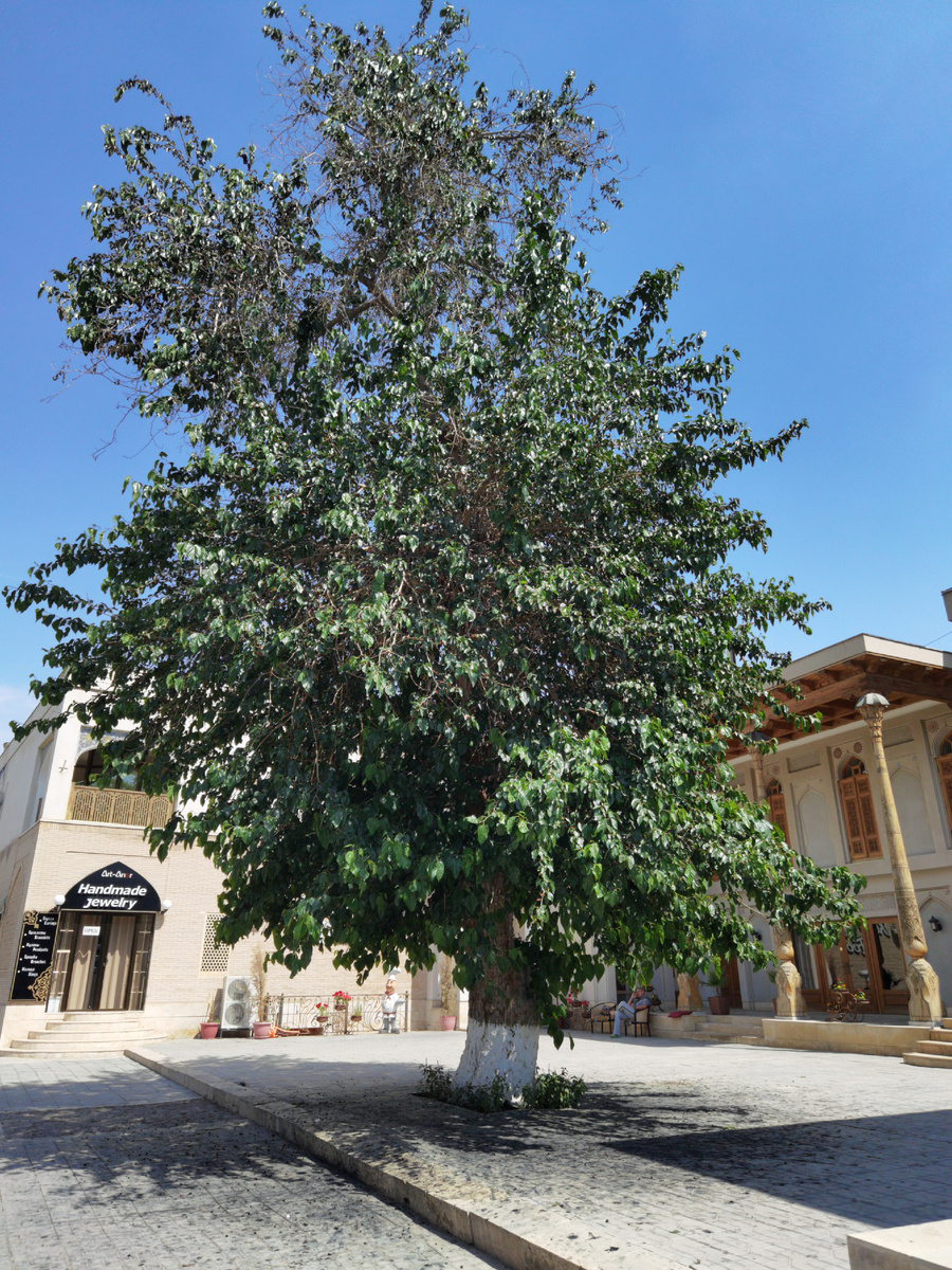 Это место — как пауза в путешествии: один шаг в тень, и шум мыслей растворяется, остается только свет, ветер и ощущение, что ты на мгновение Оказался дома, даже если ты далеко.