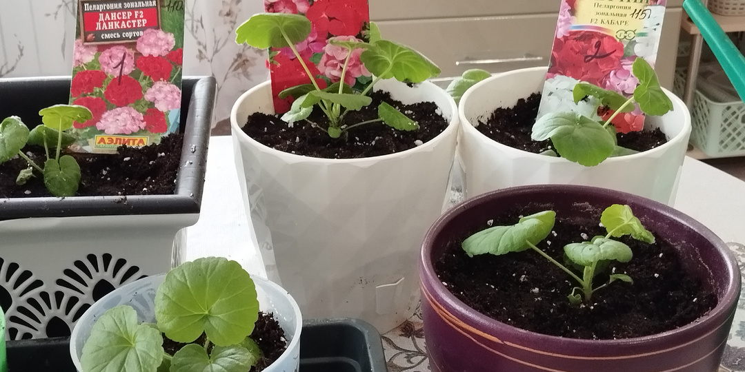 Выращивание пеларгонии из семян в домашних условиях.