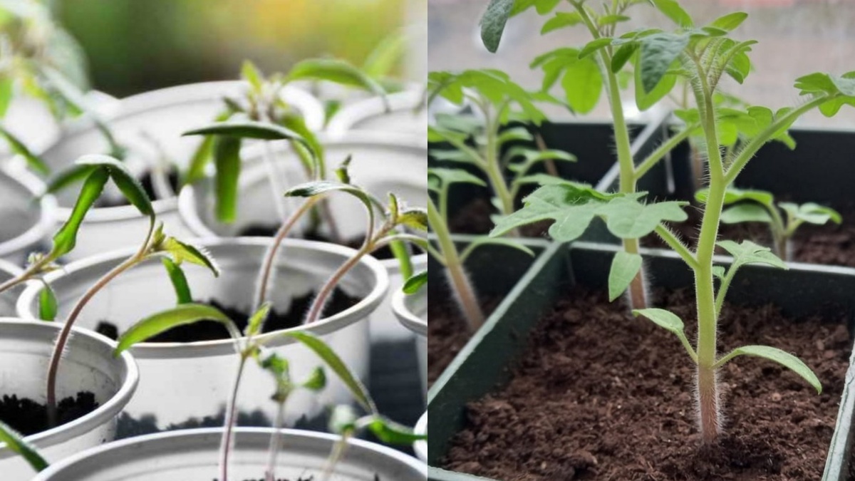 Слева рассада на покупном грунте, справа - с моими добавками через 12 дней