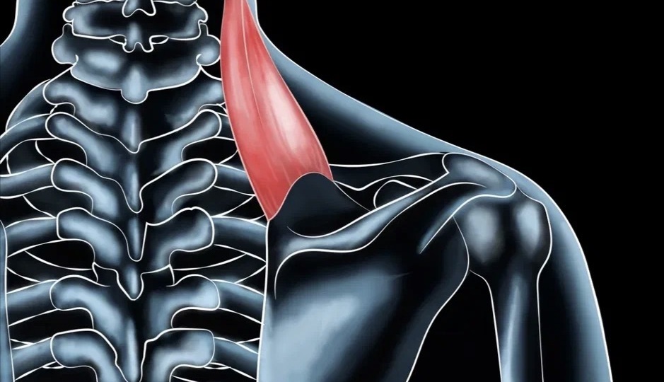Мышца, поднимающая лопатку (m. levator scapulae)