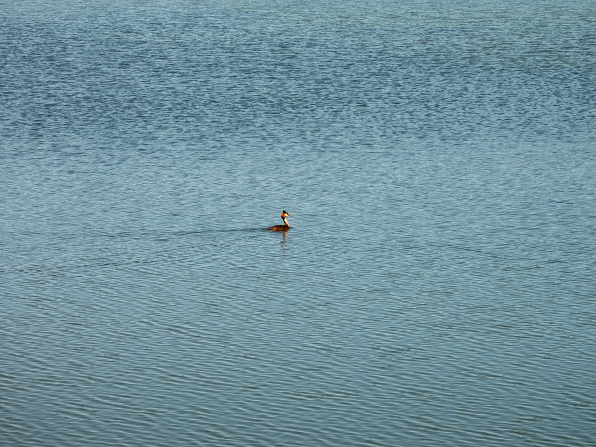 Чомга на озере