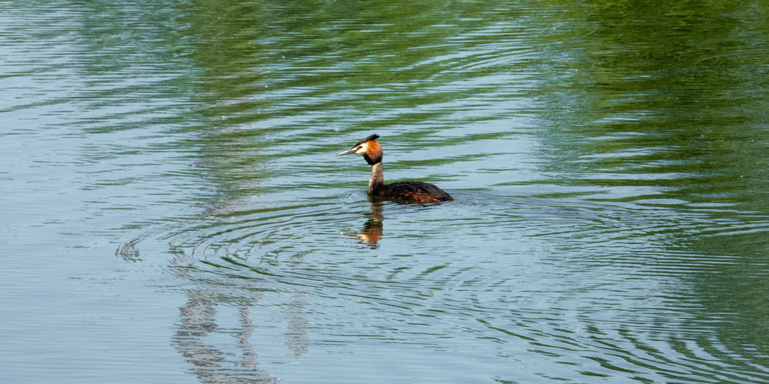Чомга. Субмарина птичьего мира