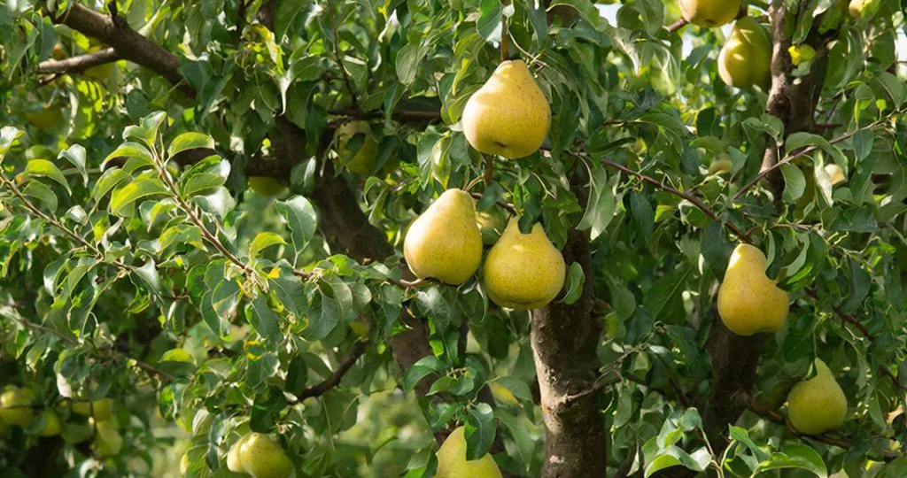 Самоплодные груши для дачи: сладкий урожай без лишних хлопот