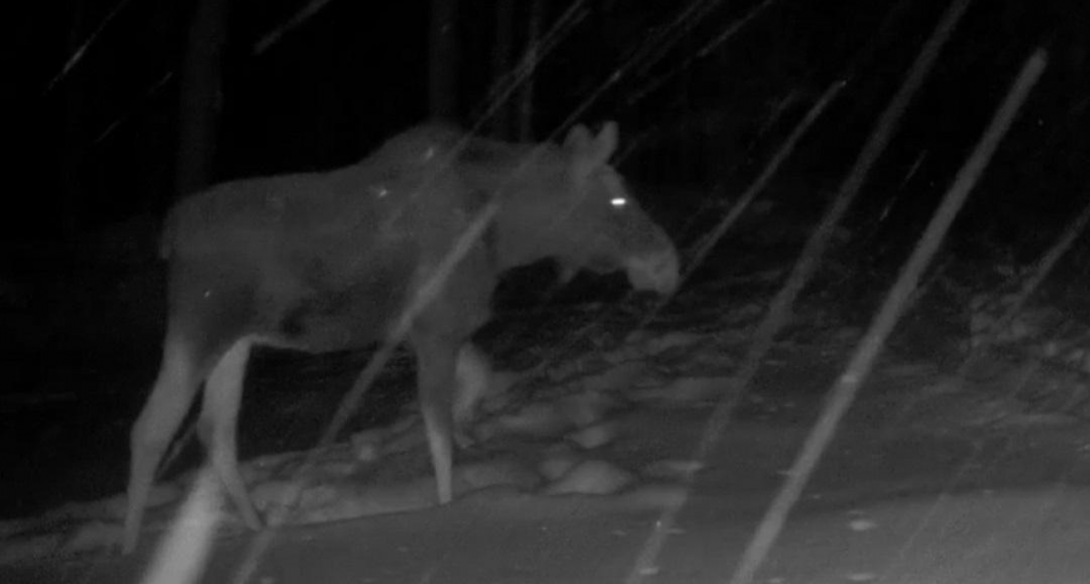   скрин видео заповедника «Большая Кокшага» с сайта metr12.ru
