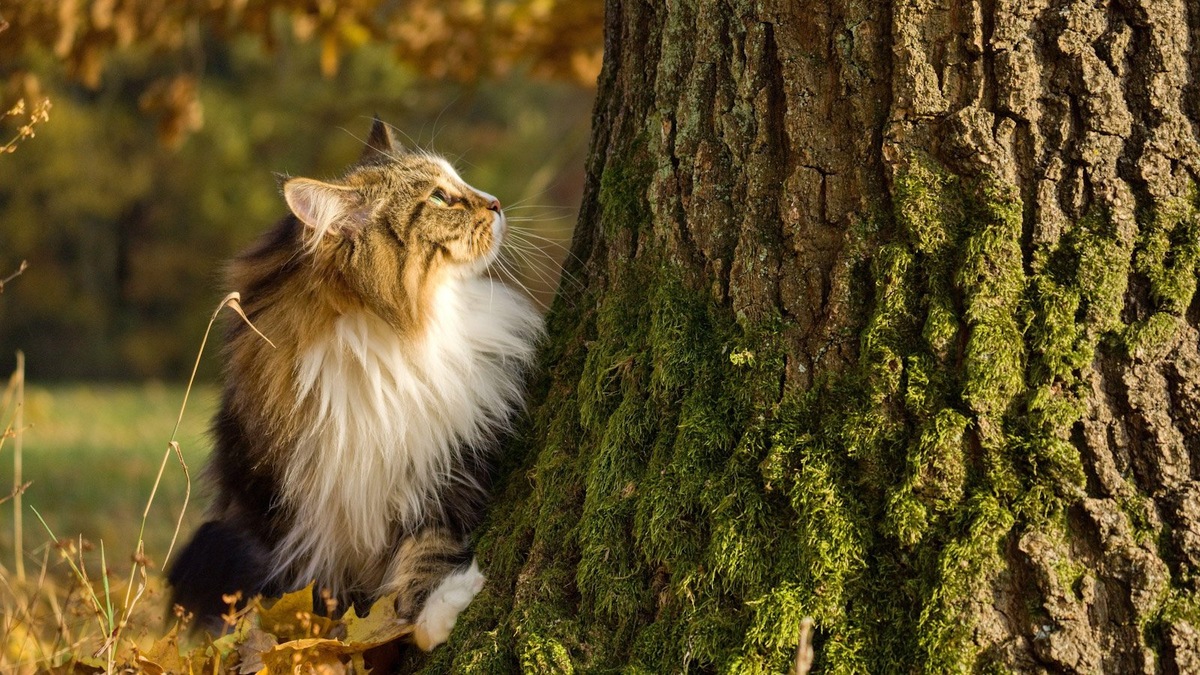    Стандарт породы допускает разнообразные окрасы сибирских кошек