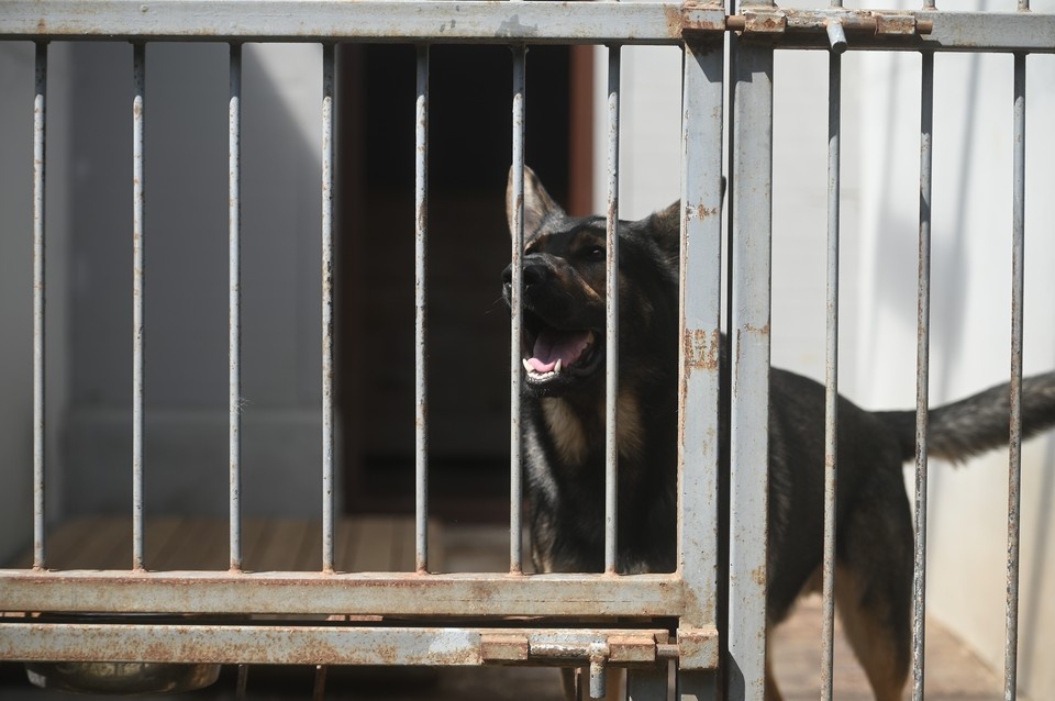    В Петербурге построят новую ветклинику и приют Алексей БУЛАТОВ