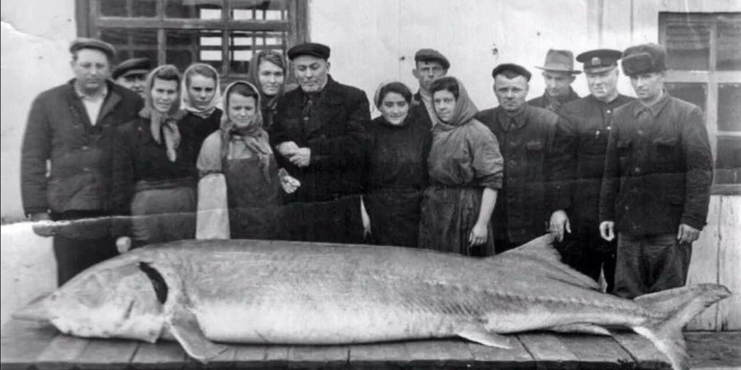 Гигантские рыбы на старинных фото (пожалуй, уже таких не встретишь)