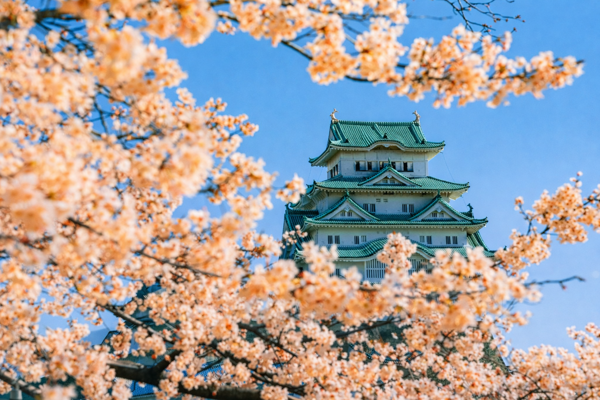 цветение сакуры и магнолии весной