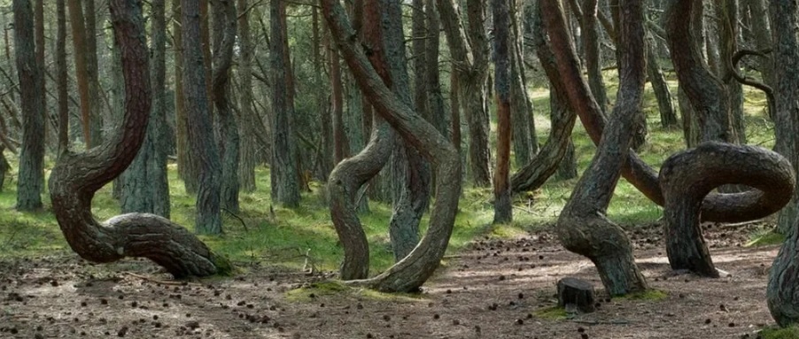 "Танцующий лес"