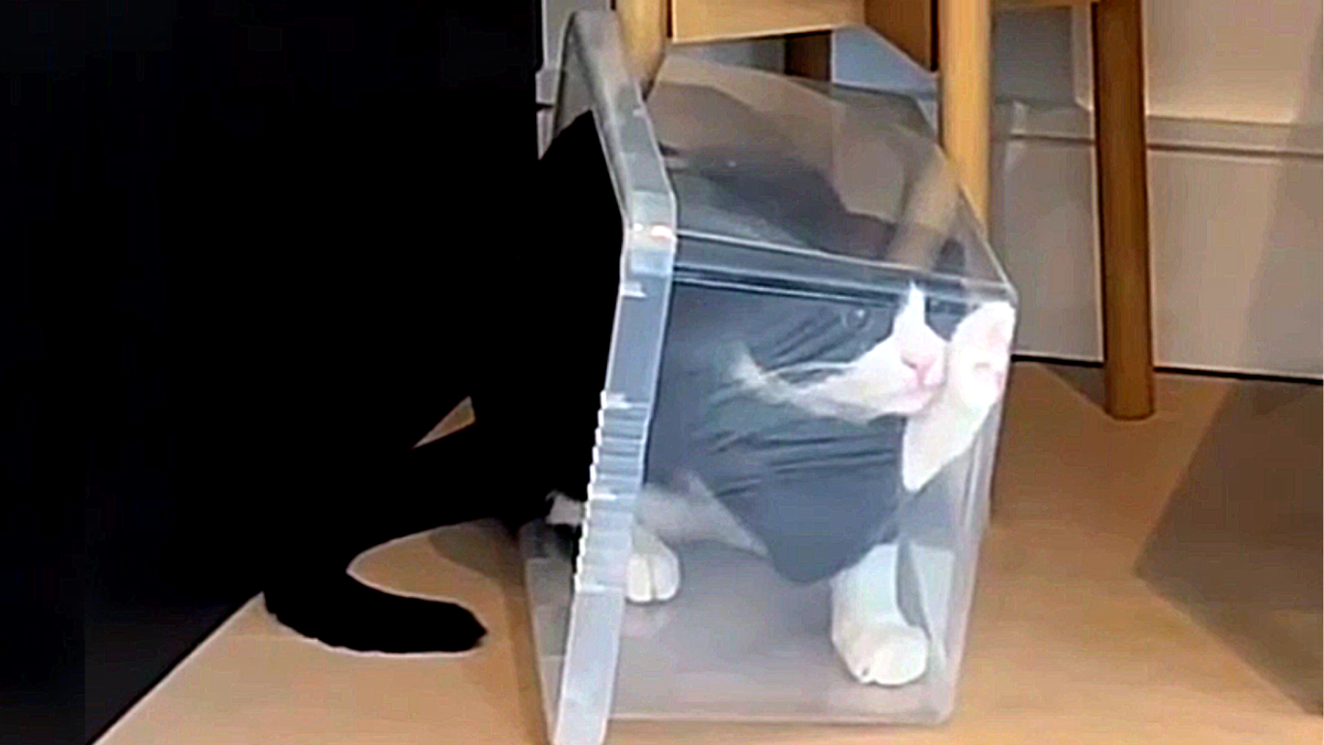 Когда спрятался в коробке, но забыл где выход