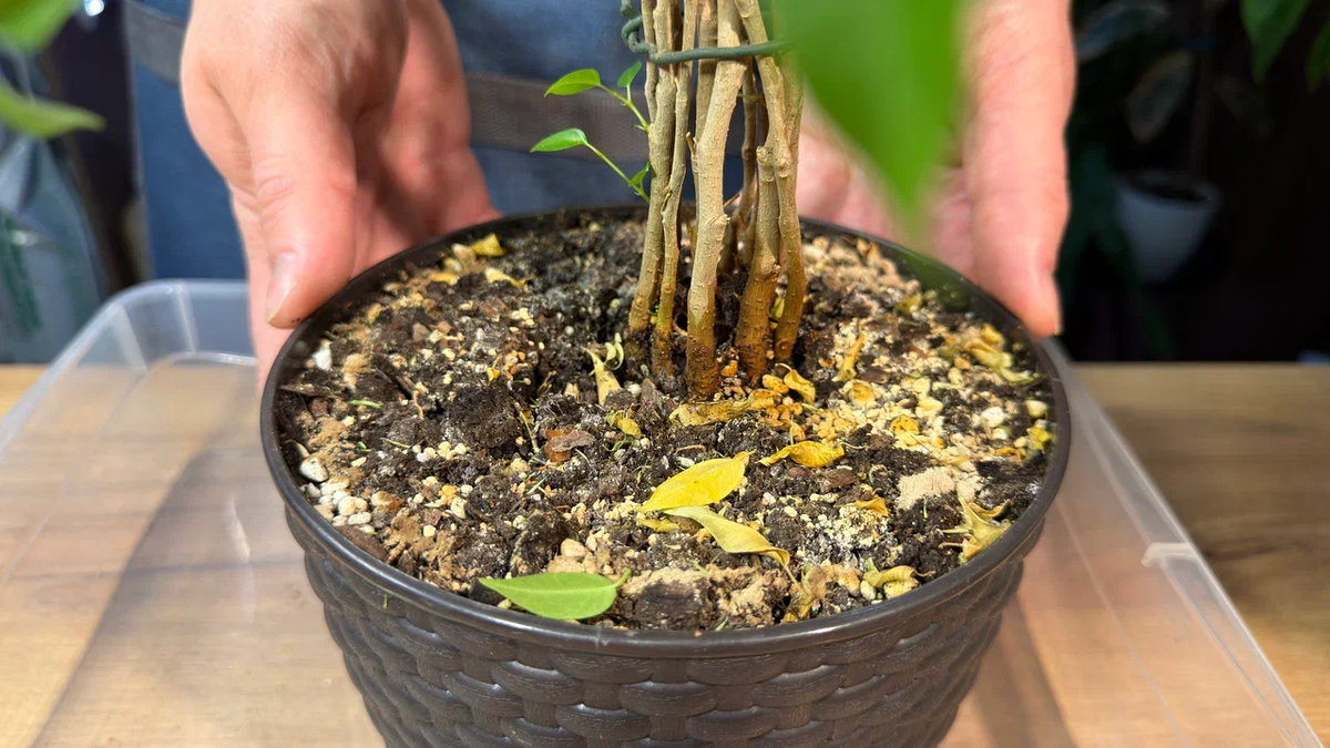 Мне кажется, или горшок большеват?