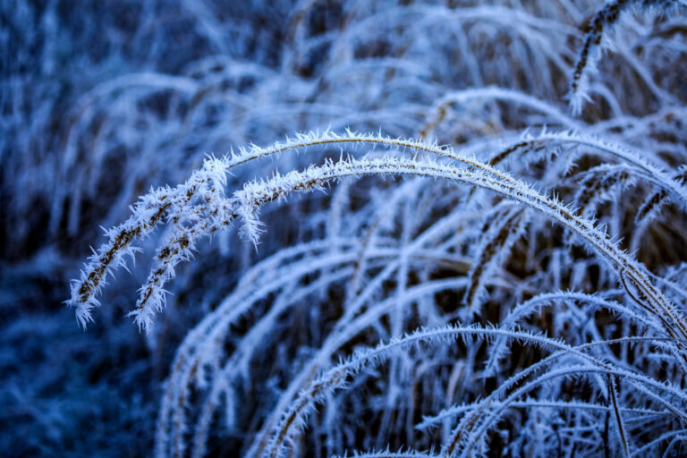    A closeup shot of rosehip branches covered by frost Redaktor_infoshtab