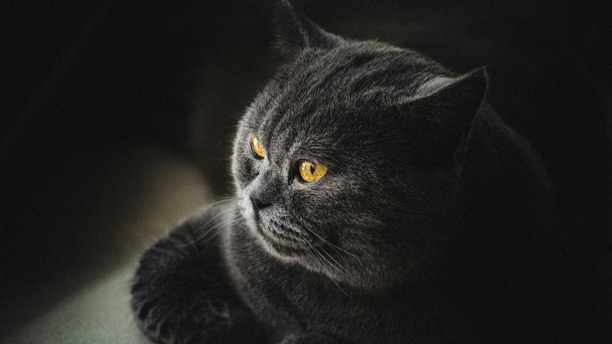    Имя для шотландской кошки должно отражать ее характер