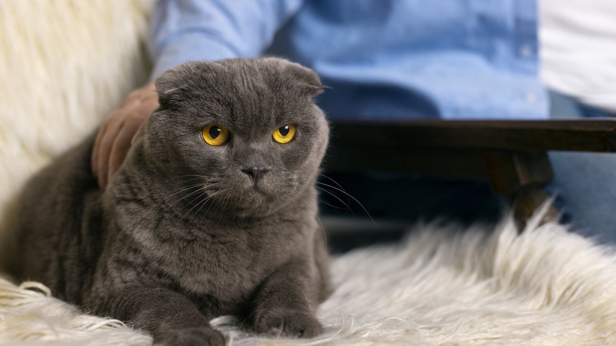    Имя для шотландской кошки должно быть уникальным и запоминающимся