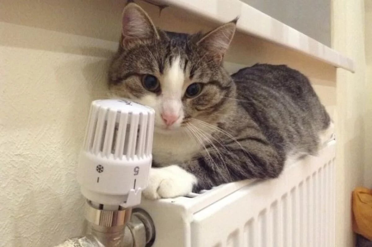    Белгородские власти усиленно работают над подачей тепла во все МКД города