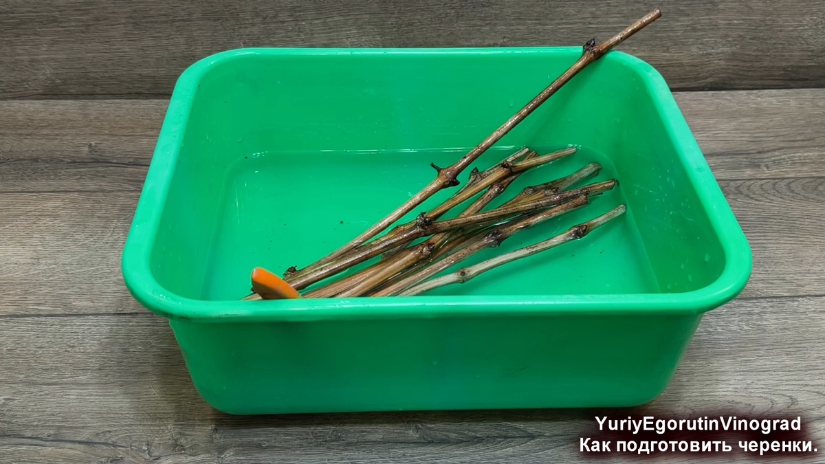 Промываем черенки в чистой воде.