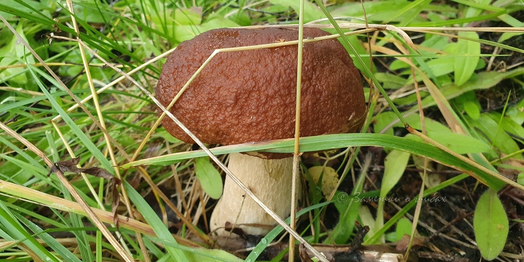 Итоги грибного сезона в Питере 2025