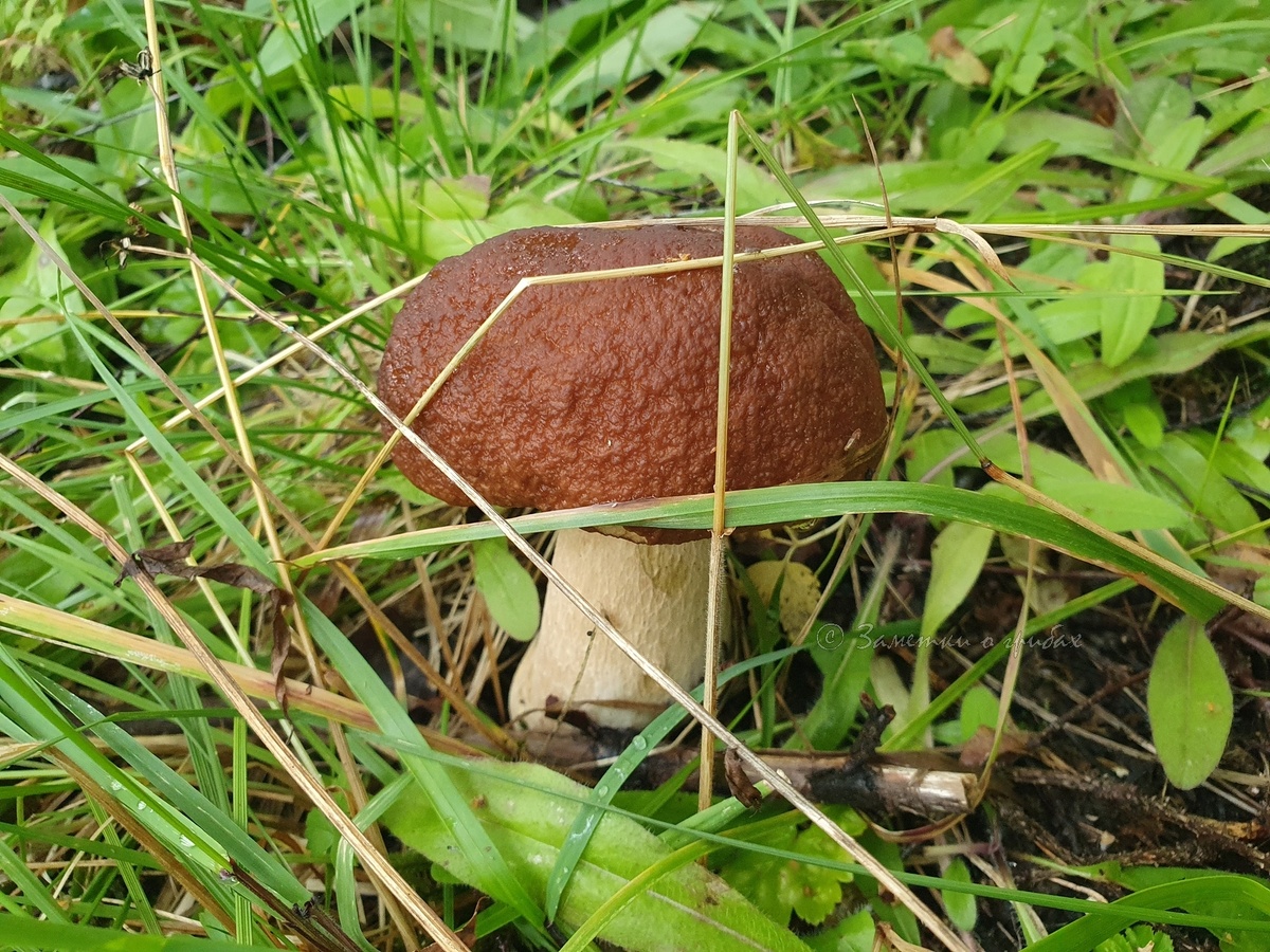 Белый гриб (Boletus edulis). Для передачи настроеня). Фото автора 27.08.2025