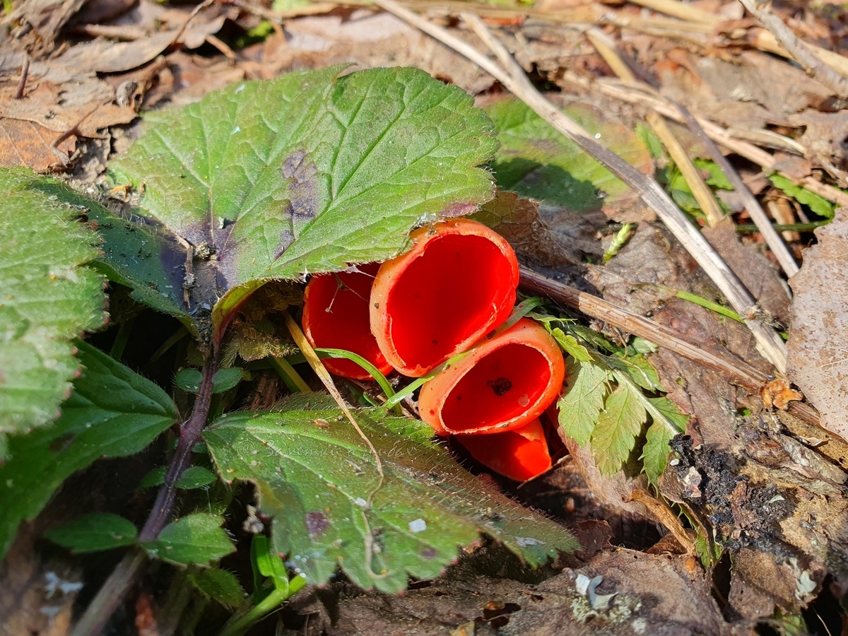 Саркосцифа австрийская (Sarcoscypha austriaca). Фото автора 19.04.2025