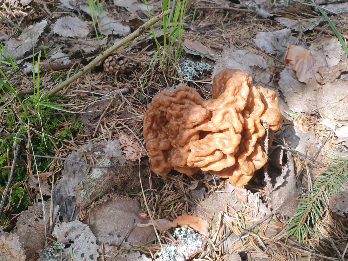 Строчок гигантский (Discina gigas). Фото автора 04.05.2025