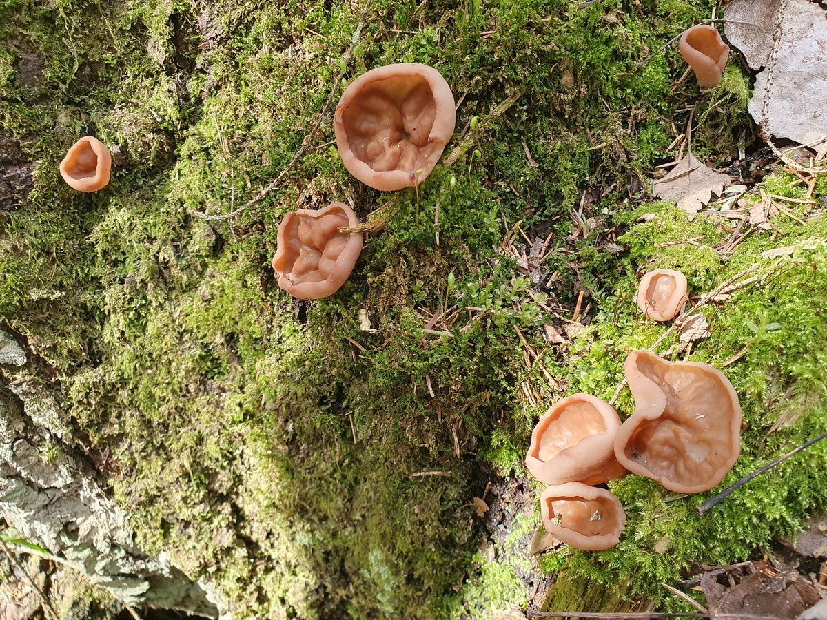 Дисцина щитовидная (Discina ancilis). Фото автора 04.05.2025