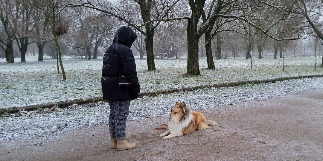 Колли в послушании. 2.0. Вик