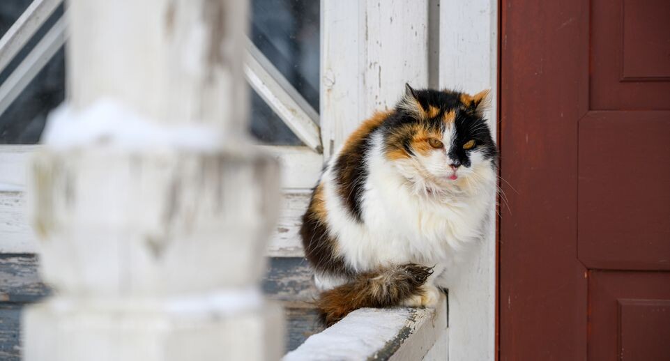    Кот у главного усадебного дома музея-заповедника «Усадьба Мураново» Пушкинского округа зимой / Медиасток.рф