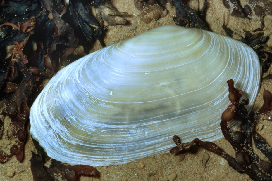    R. Koenig/blickwinkel/Global Look Press