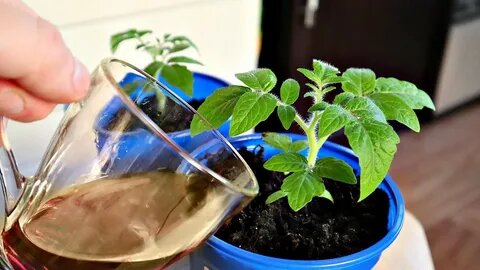 Рассада как ниточка? За 25-30 минут оживляем томаты, перцы и огурцы! Мои дедовские копеечные коктейли из подручных средств