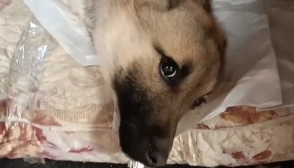 Этот взгляд никого не оставит равнодушным 