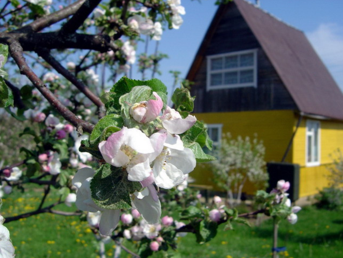 Дача как наркотик