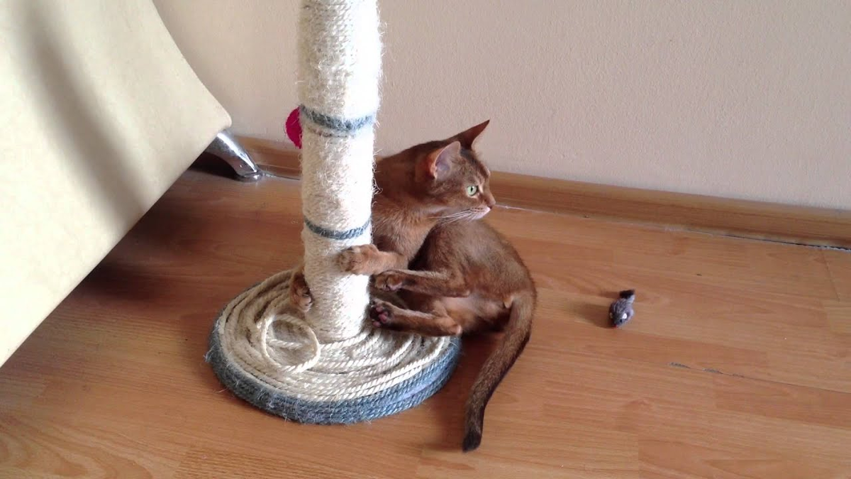 Активные игры и высокие лежанки помогут кошке выплеснуть энергию.