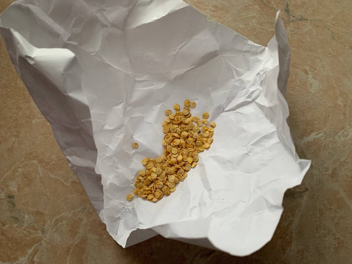 Семена. Фото автора 