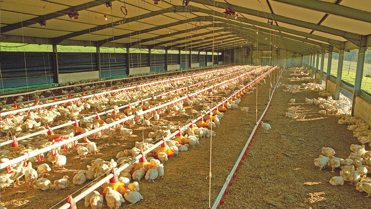 На птицефабриках США проводили проверки качества. / Фото: navesm.ru