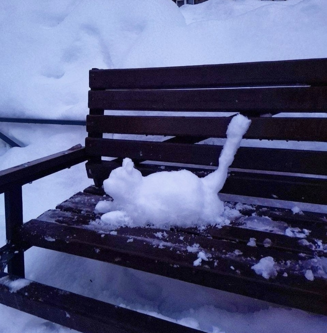 Кто потерял кота?