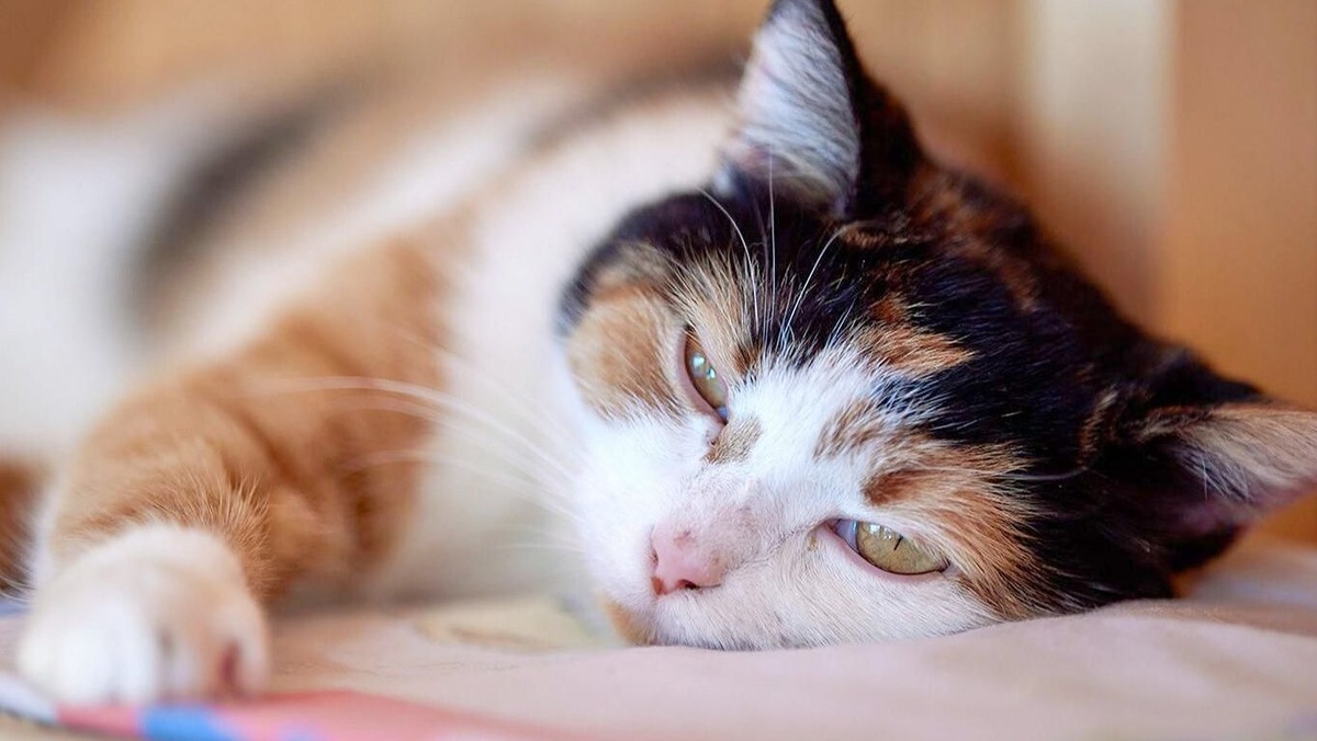    Источник: Максим Денисов. Mos.ru