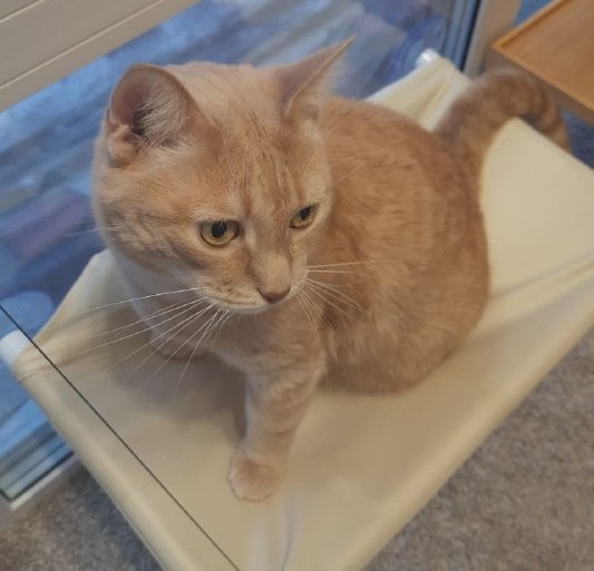 Случилось страшное! На нас с котом напал стол.