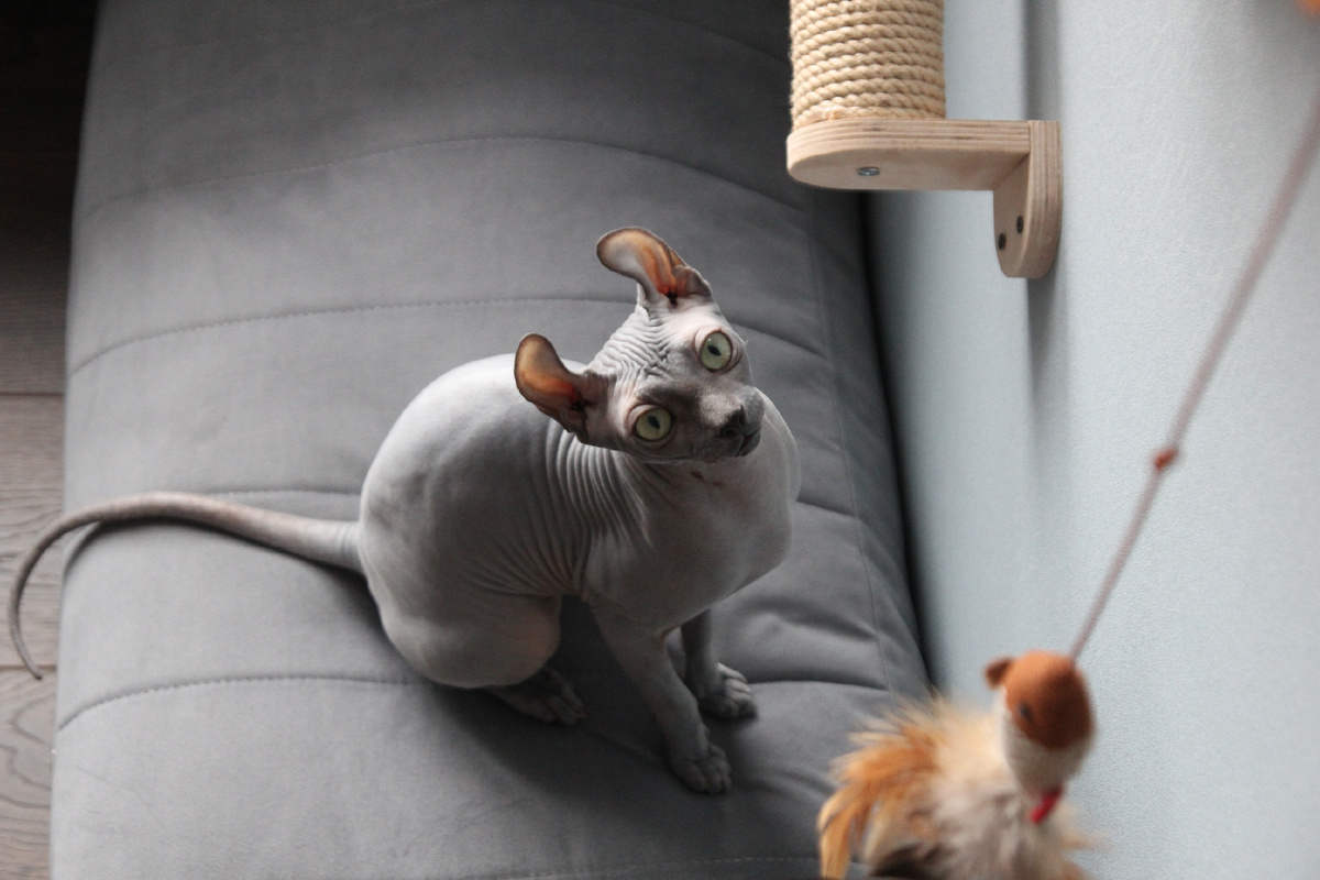 Сфинксы воспринимают все сигналы непосредственно кожей