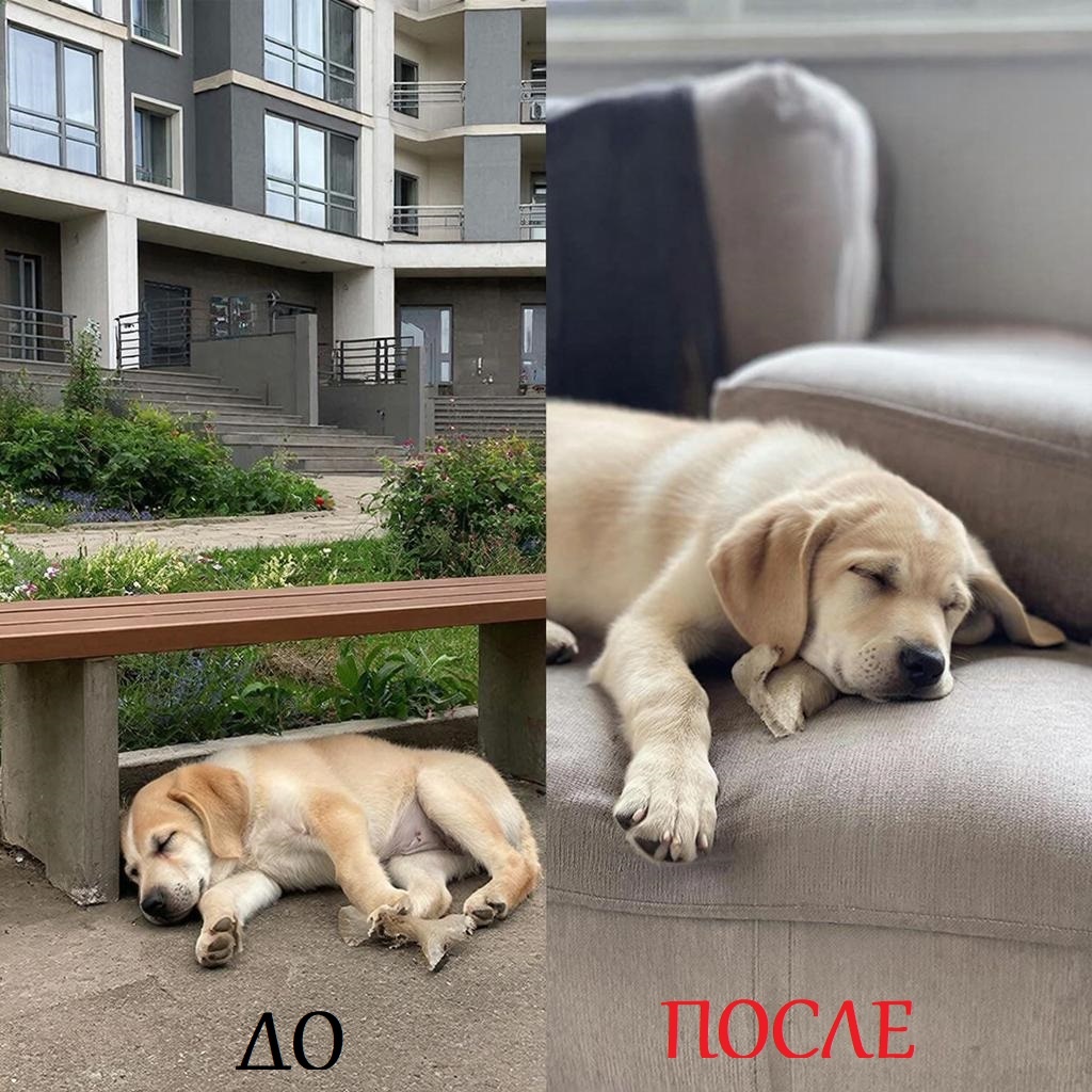 - Люди, возьмите меня, я добрый и воспитанный!