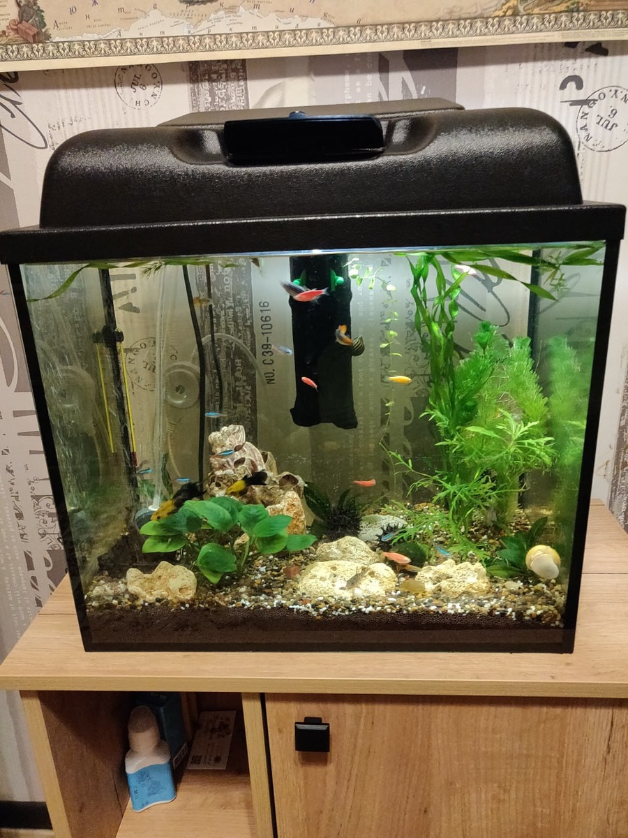 Аквариум без фона