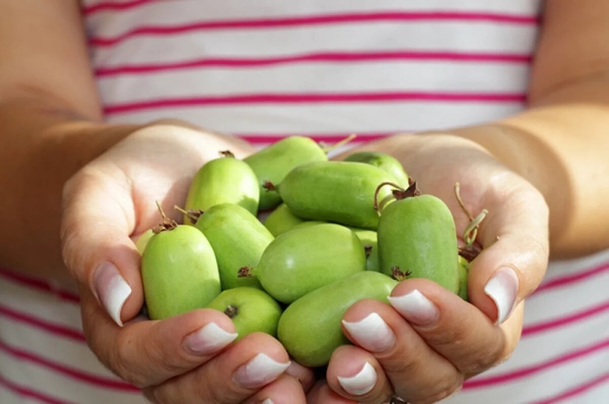    Плоды актинидии.