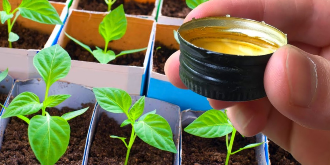 Вы точно совершаете 7 непростительных ошибок. Каждый 3-ий дачник «спотыкается» об эти грабли