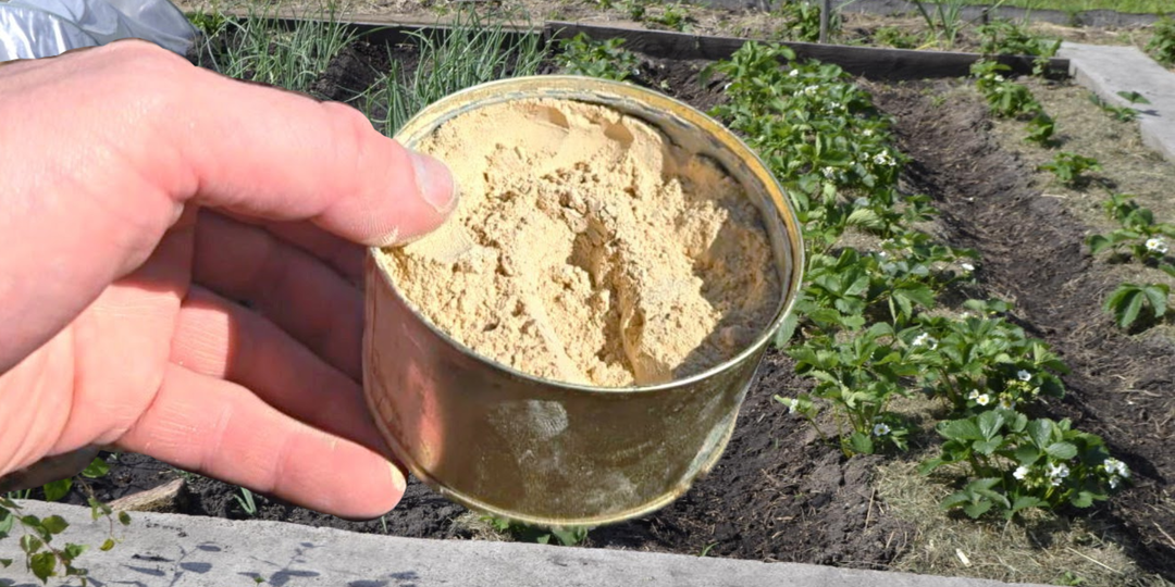 Всего 2 ингредиента заменят тонны навозы, стоит копейки! Рассыпьте «муку» весной по всем грядкам