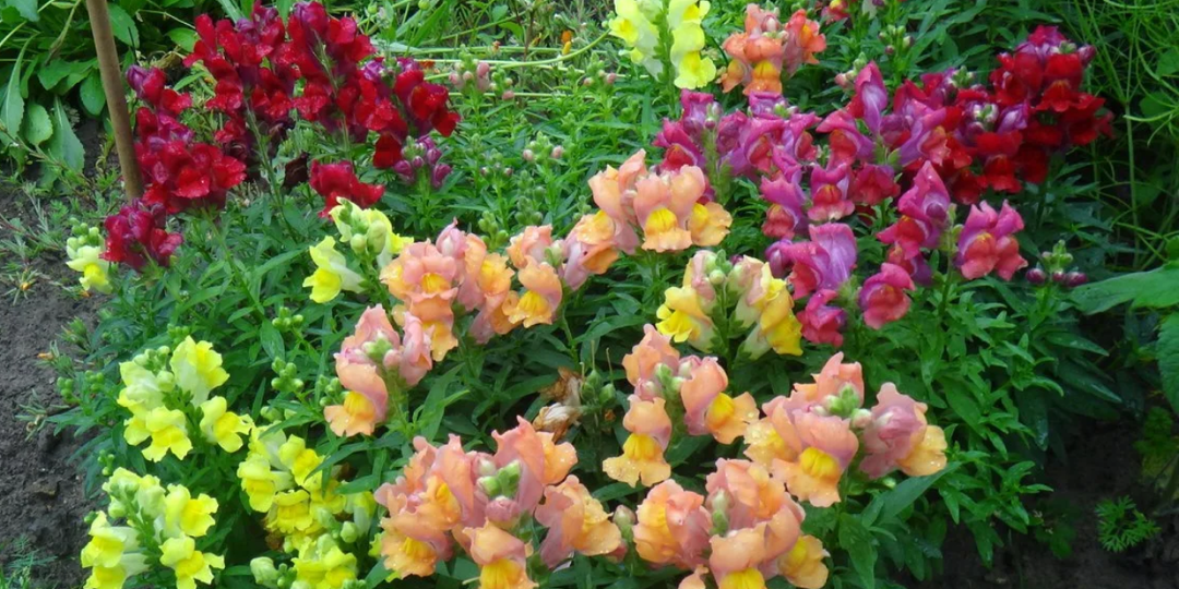 «Писк моды» в 2026 году: 13 цветов, которые украсят любой участок. Несправедливо забытые цветы